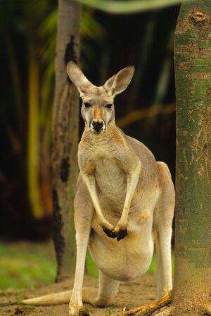 Standing Kangarooの写真素材