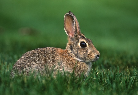 Cottontail Rabbit in Grassの写真素材