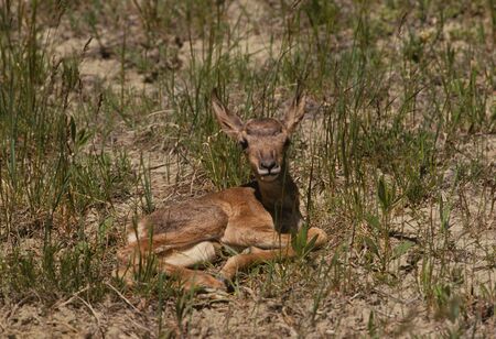 Pronghorn Antelope Fawnの写真素材