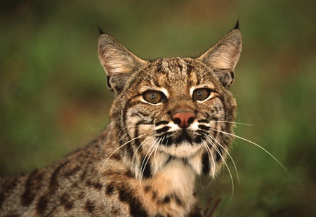 Bobcat Close Upの写真素材