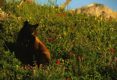 Black Bear in Meadowの写真素材