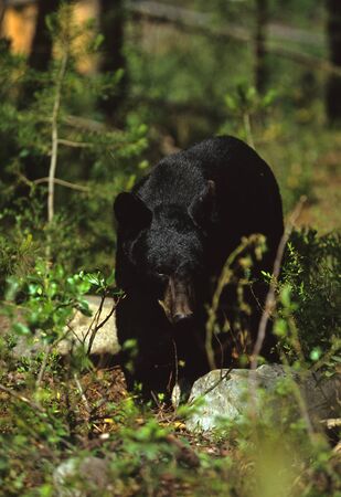 Black Bear in forestの写真素材
