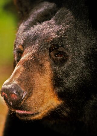 Black Bear Portraitの写真素材