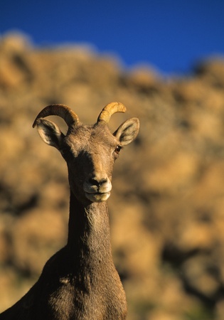 bighorn sheep Eweの写真素材