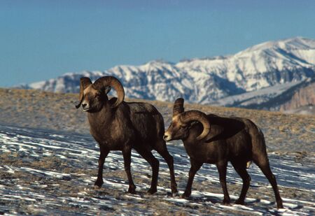 Bighorn rams on Windswept Mountainの写真素材