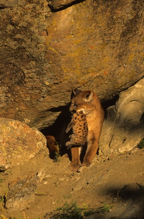 Mountain Lion With Kitten
