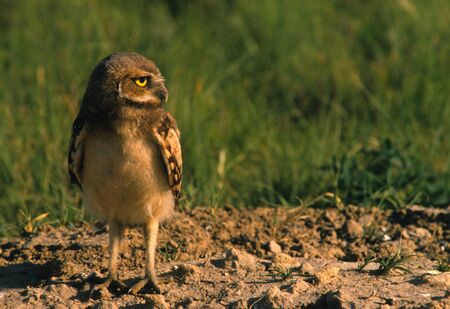 Cute Baby Ourrowing Owlの写真素材