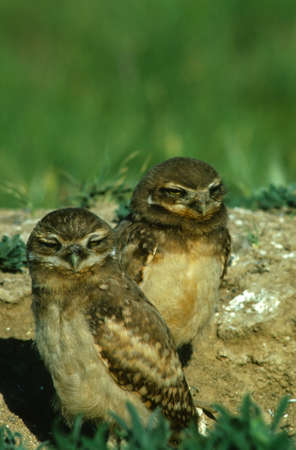 Baby Burrowing Owls at Burrowの写真素材