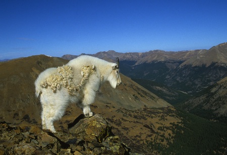 mountain Goat in Scenic Landscapeの写真素材