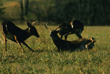 Whitetails Squaring Offの写真素材