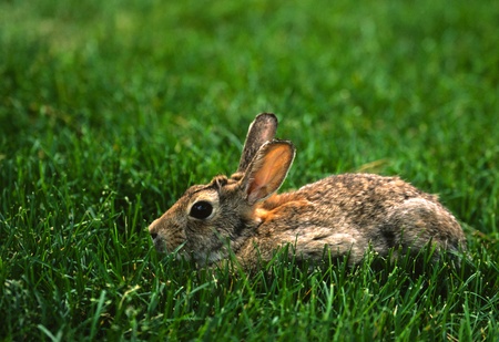 Hiding Rabbit