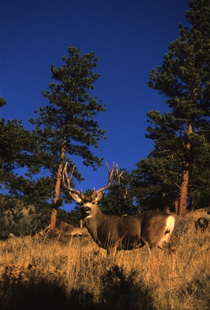 Mule Deer buck in Meadow