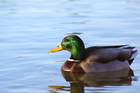 Drake Mallard on Pond