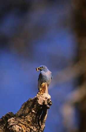 Male Mountain Bluebirdの写真素材