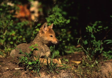 Wolf Pup Lying Downの写真素材