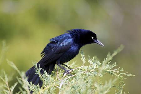 Male Common Grackleの写真素材