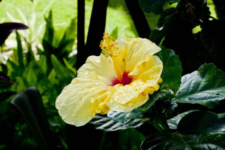 Yellow Hibiscus, Hawaii State Flowerの写真素材