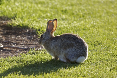 Cottontail Rabbitの写真素材