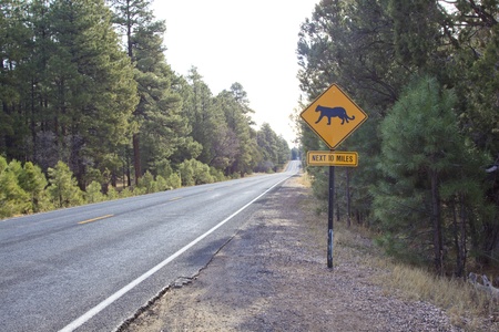 Mountain Lion Crossing Signの写真素材