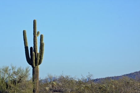 Desert Saguaroの写真素材
