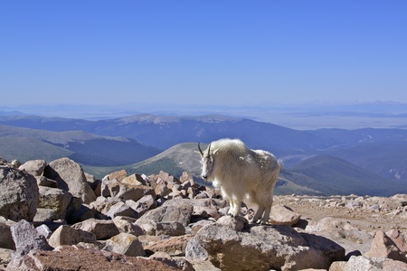 Mountain Goat in the Alpineの写真素材