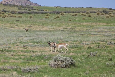 Pronghorn Antelope Bucksの写真素材