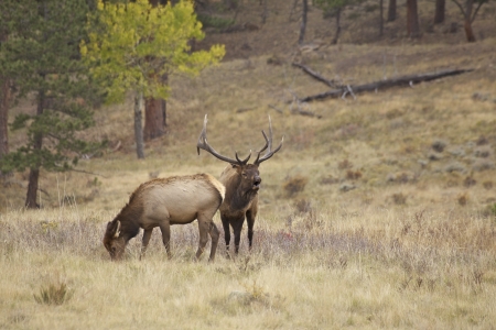 Big Bull Elk Buglingの写真素材