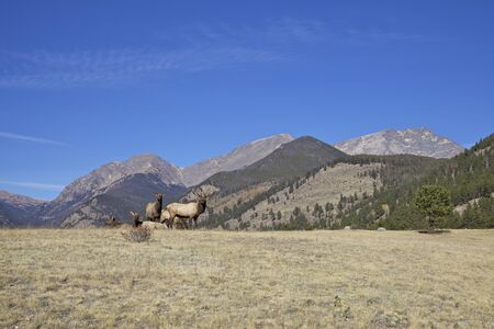 Elk Herd in Mountain Landscapeの写真素材