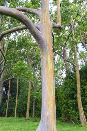 Rainbow Eucalyptus Treeの写真素材