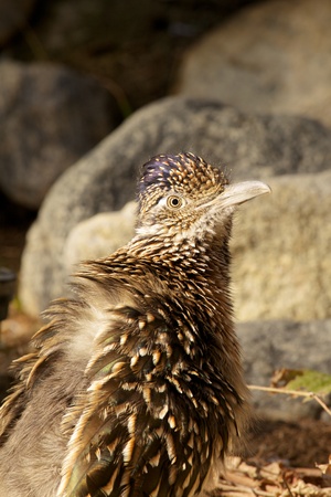 Roadrunner Close Upの写真素材