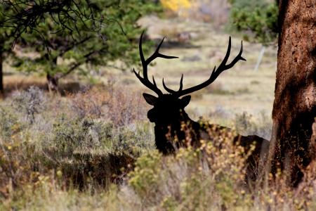 Bedded Bull Elk Silhouetted Under Treeの写真素材