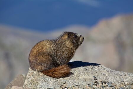Marmot in the Alpineの写真素材