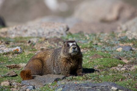 Marmot in the Alpineの写真素材