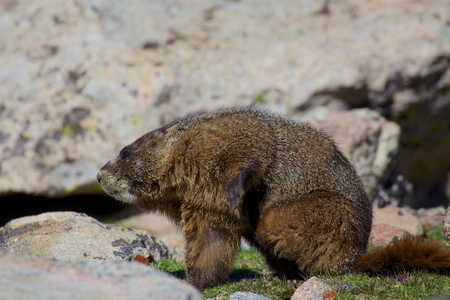 Marmot with an Itchの写真素材