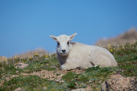 Young Mountain Goat Beddedの写真素材