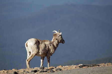 Bighorn Sheep Eweの写真素材