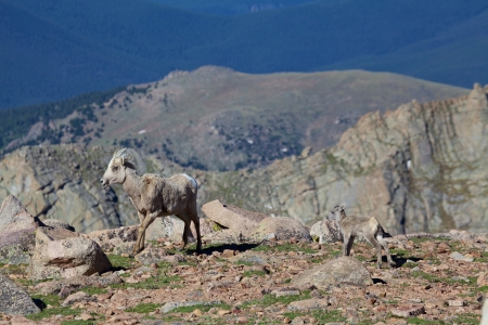 Bighorn Sheep Ewe and Lambの写真素材