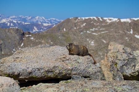Marmot in the Alpineの写真素材