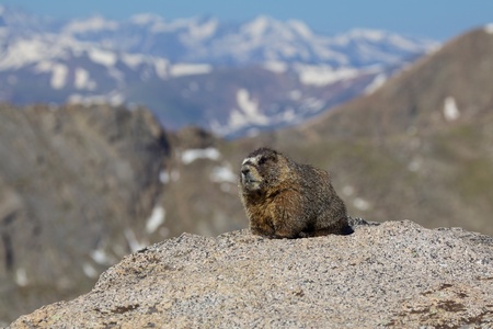 Marmot in the Alpineの写真素材