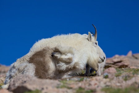 Bedded Mountain Goatの写真素材
