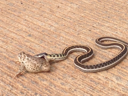 Garter Snake Trying To Attack a Large Toadの素材