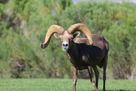 Desert Bighorn Sheep Ram