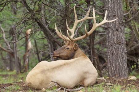 Big Bull Elk Beddedの写真素材