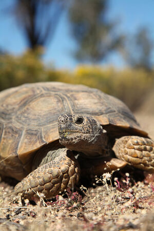 Desert Tortoiseの写真素材