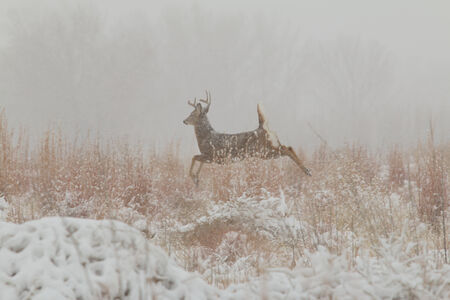 Whitetail Buck Running in Snowの写真素材