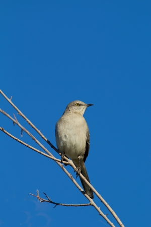 Northern Mockingbirdの写真素材