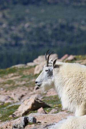 Mountain Goatの写真素材