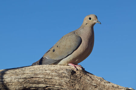 Mourning Doveの写真素材