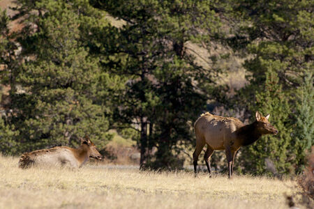 Cow Elkの写真素材