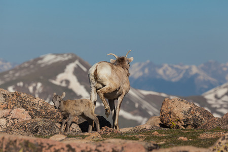 Bighorn sheep Ewe and Lambの写真素材